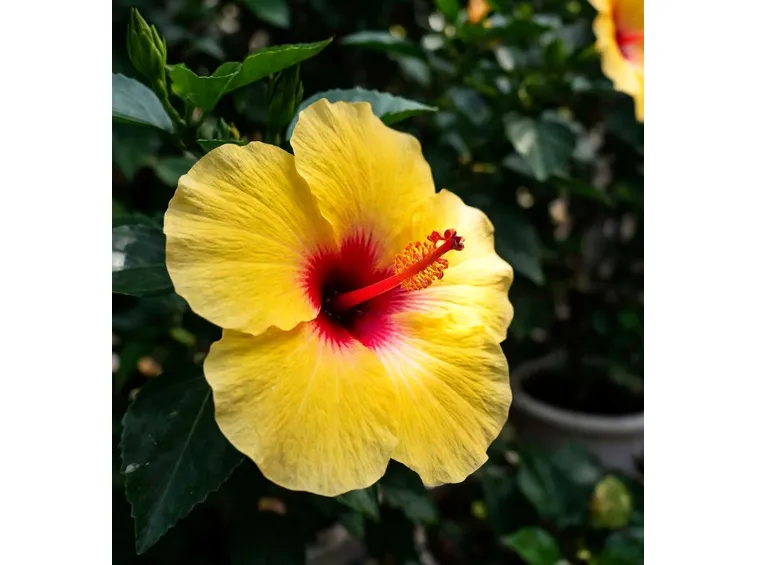 ibisco rosso