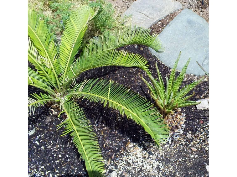 cycas