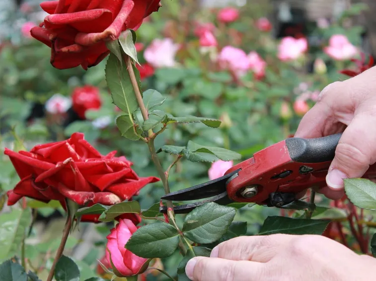 taglio rose