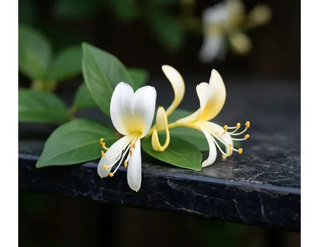 Lonicera japonica