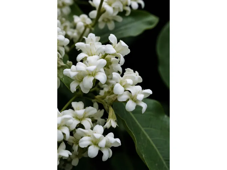 Fiori di Catalpa