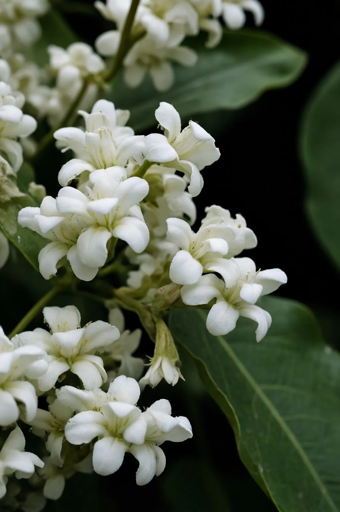Fiori di Catalpa