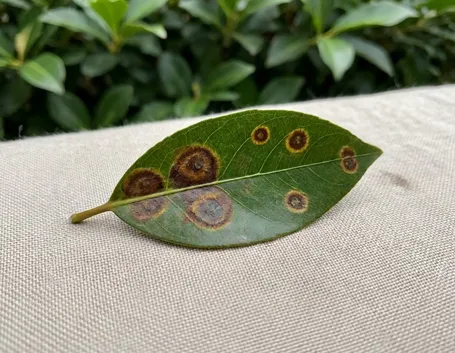 Lauroceraso
