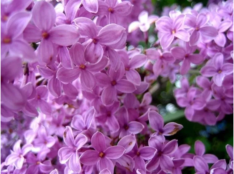 Lillà in fiore