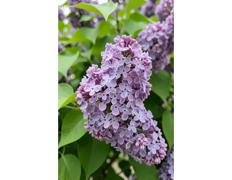 Fiori siringa