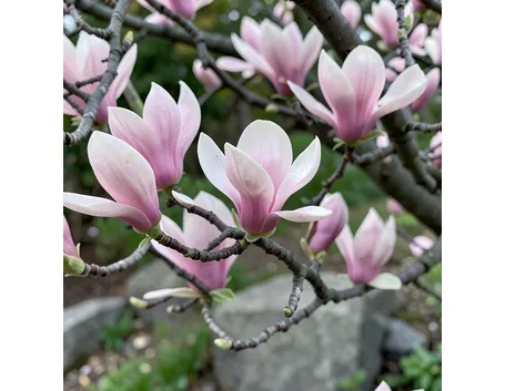 Fiori di magnolia
