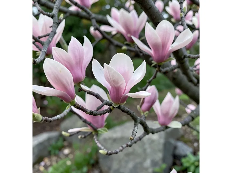 Fiori di magnolia
