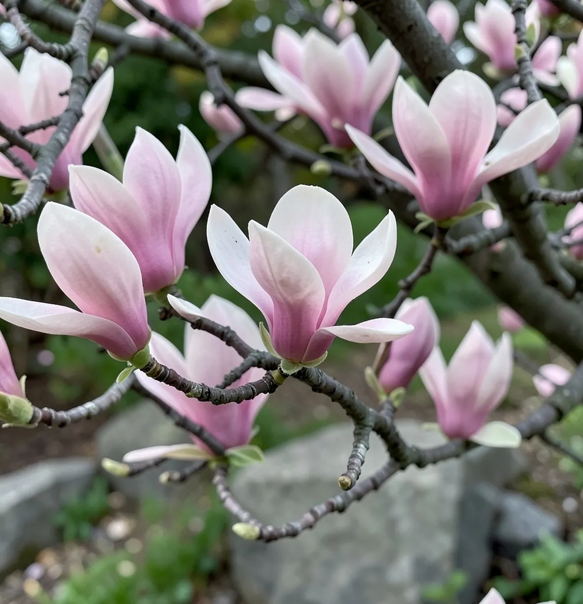 Fiori di magnolia