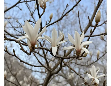 Magnolia
