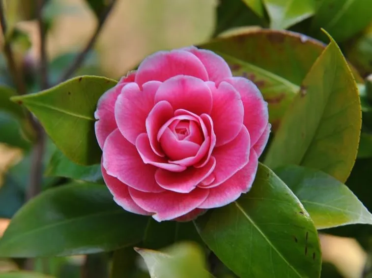 camelia