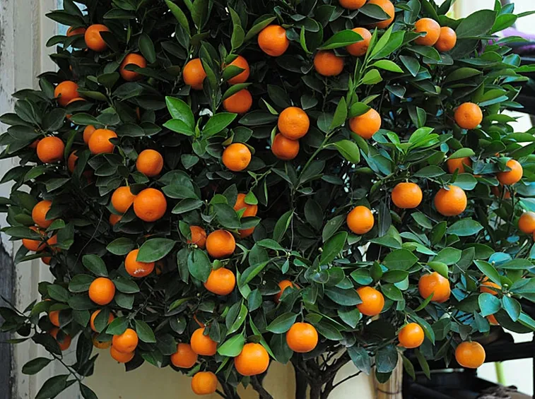 Kumquat