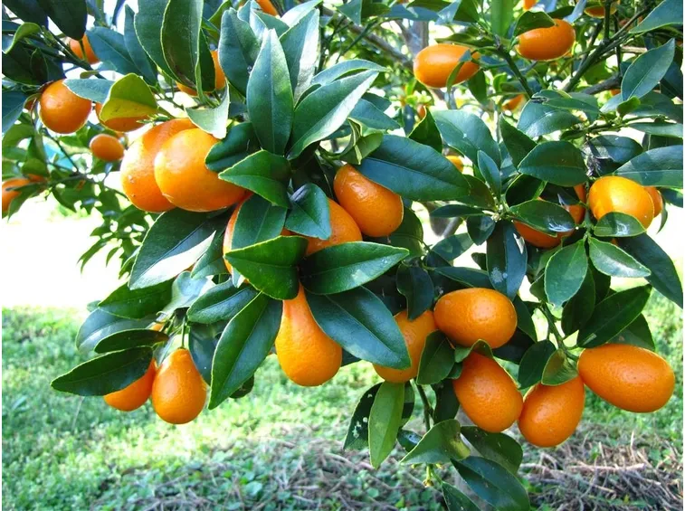 kumquat frutto