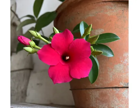 fiore
