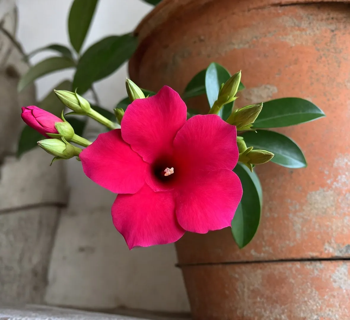 fiore