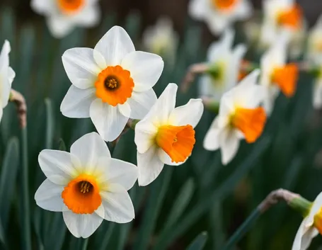 narcisi