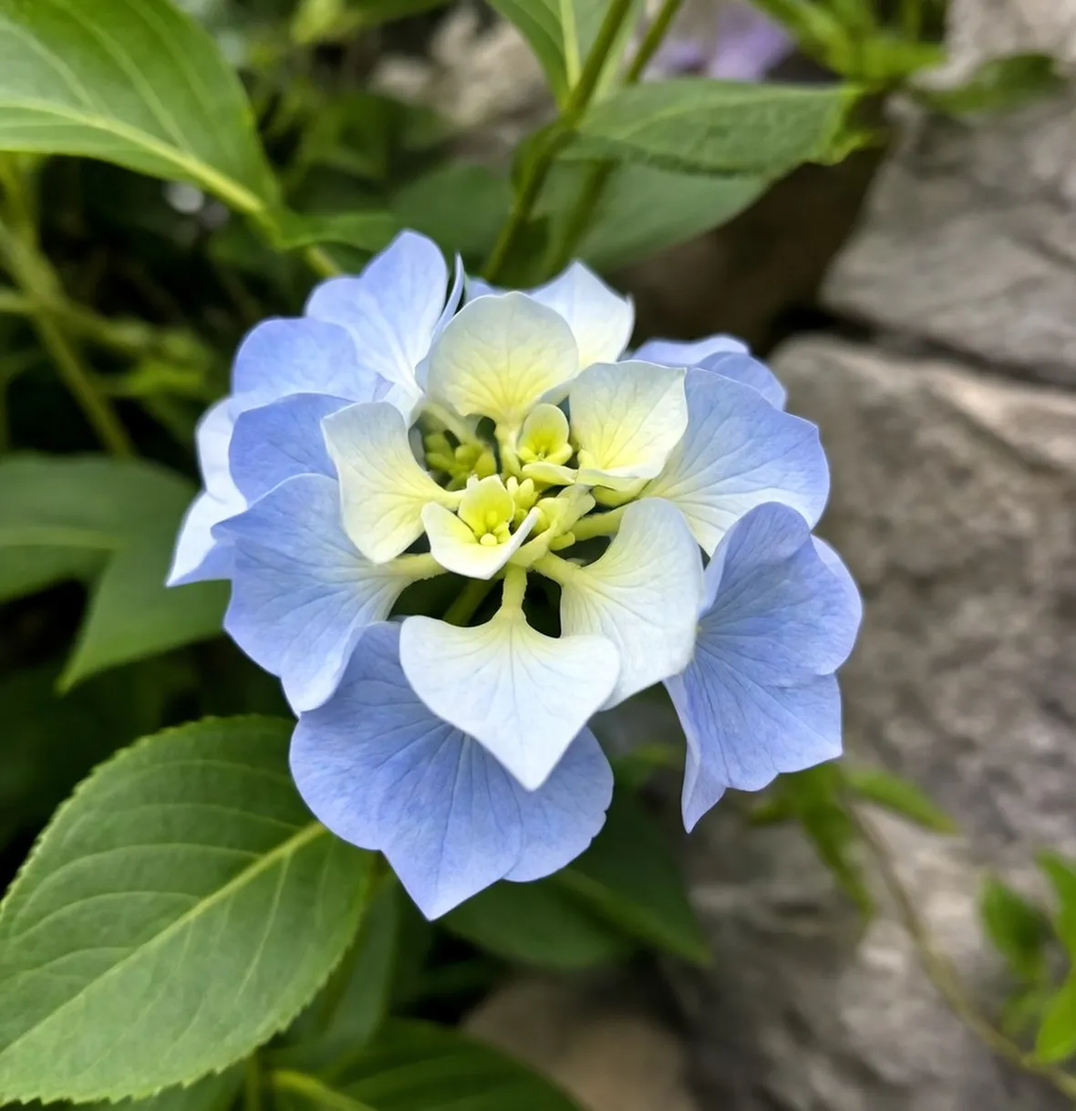 ortensia
