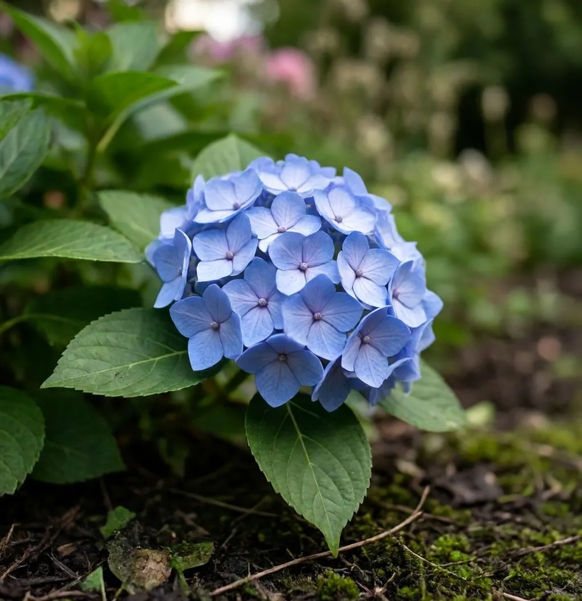 Ortensia