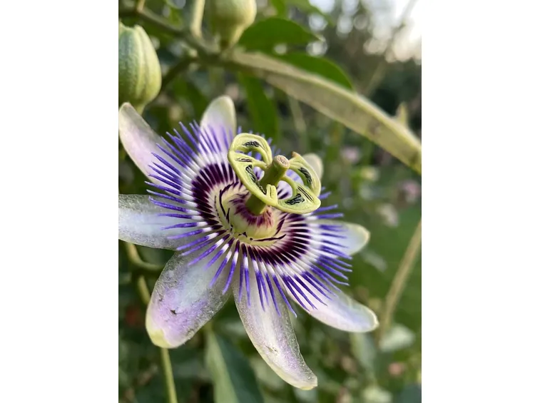 Fiore di passiflora