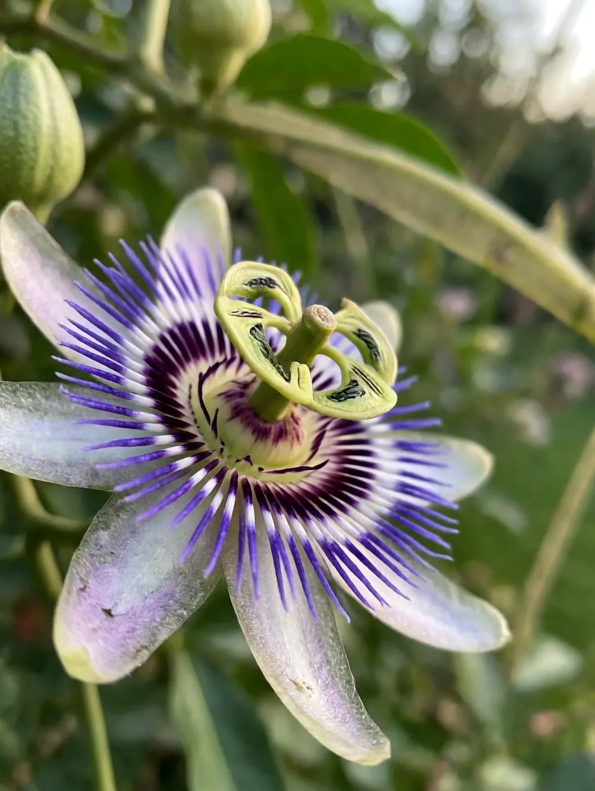 Fiore di passiflora