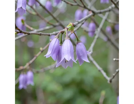 Paulownia