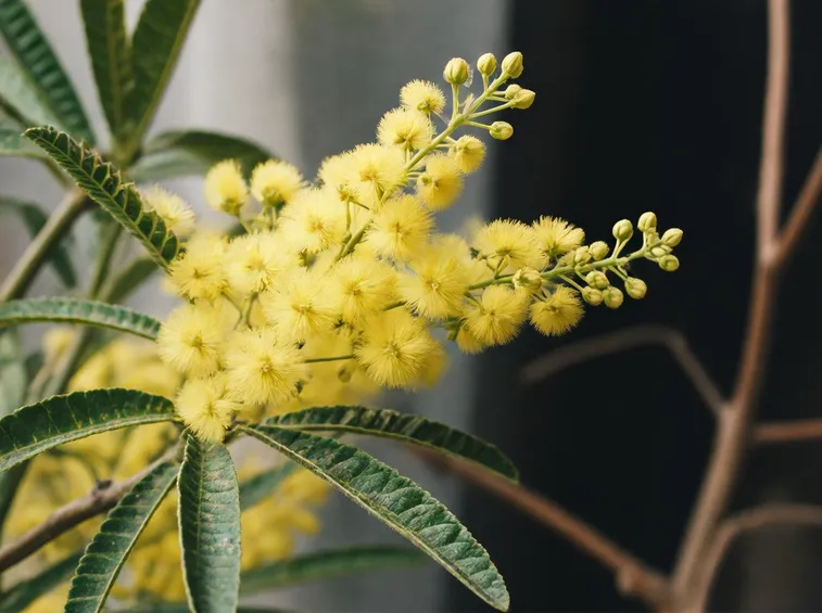 mimosa