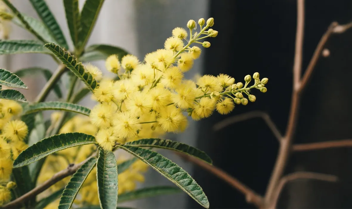 mimosa