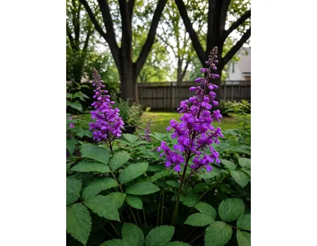 Astilbe