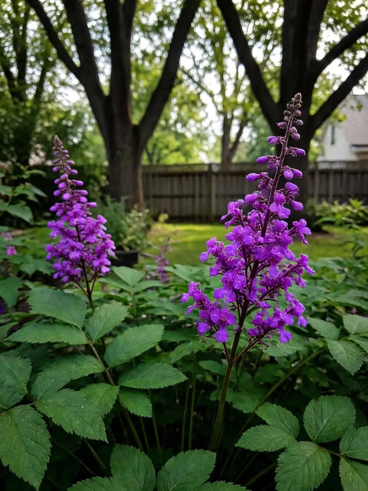 Astilbe