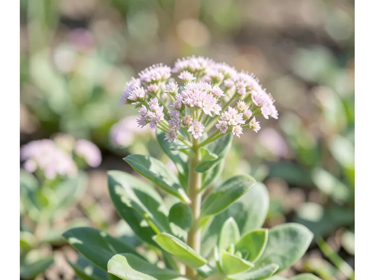 Sedum
