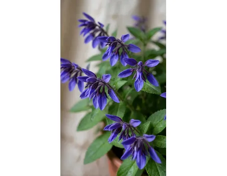 Salvia