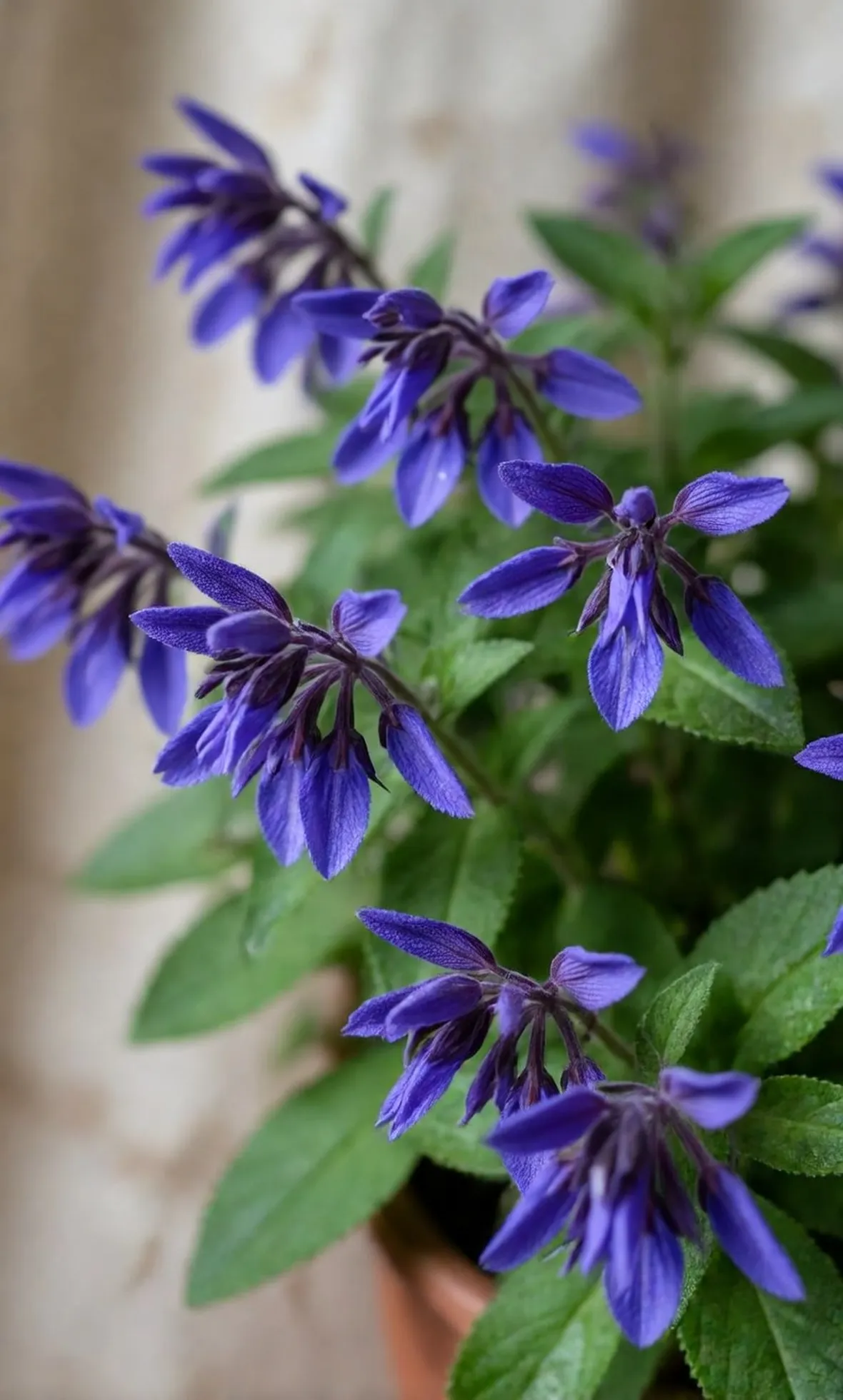 Salvia