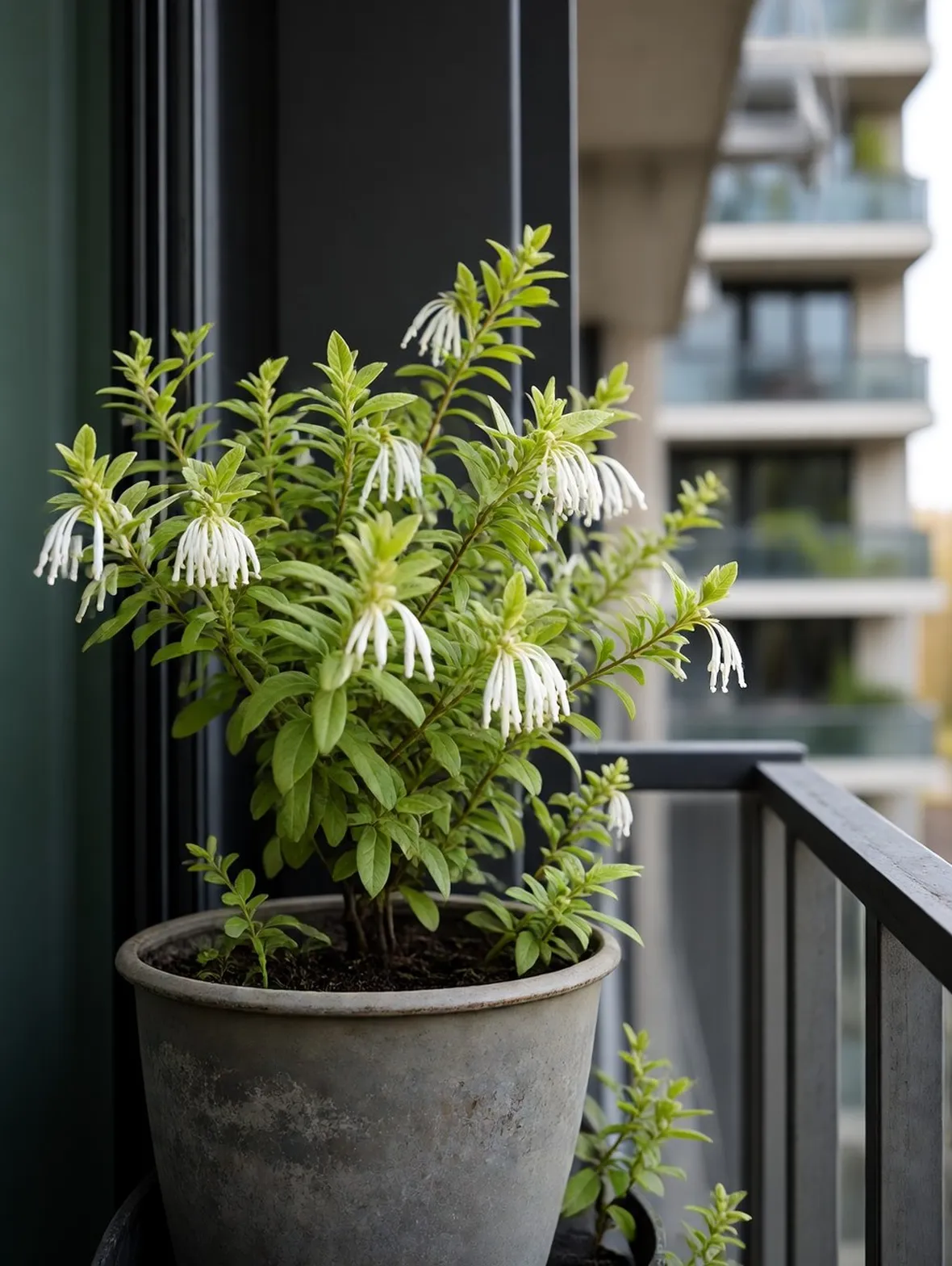 Leucothoe