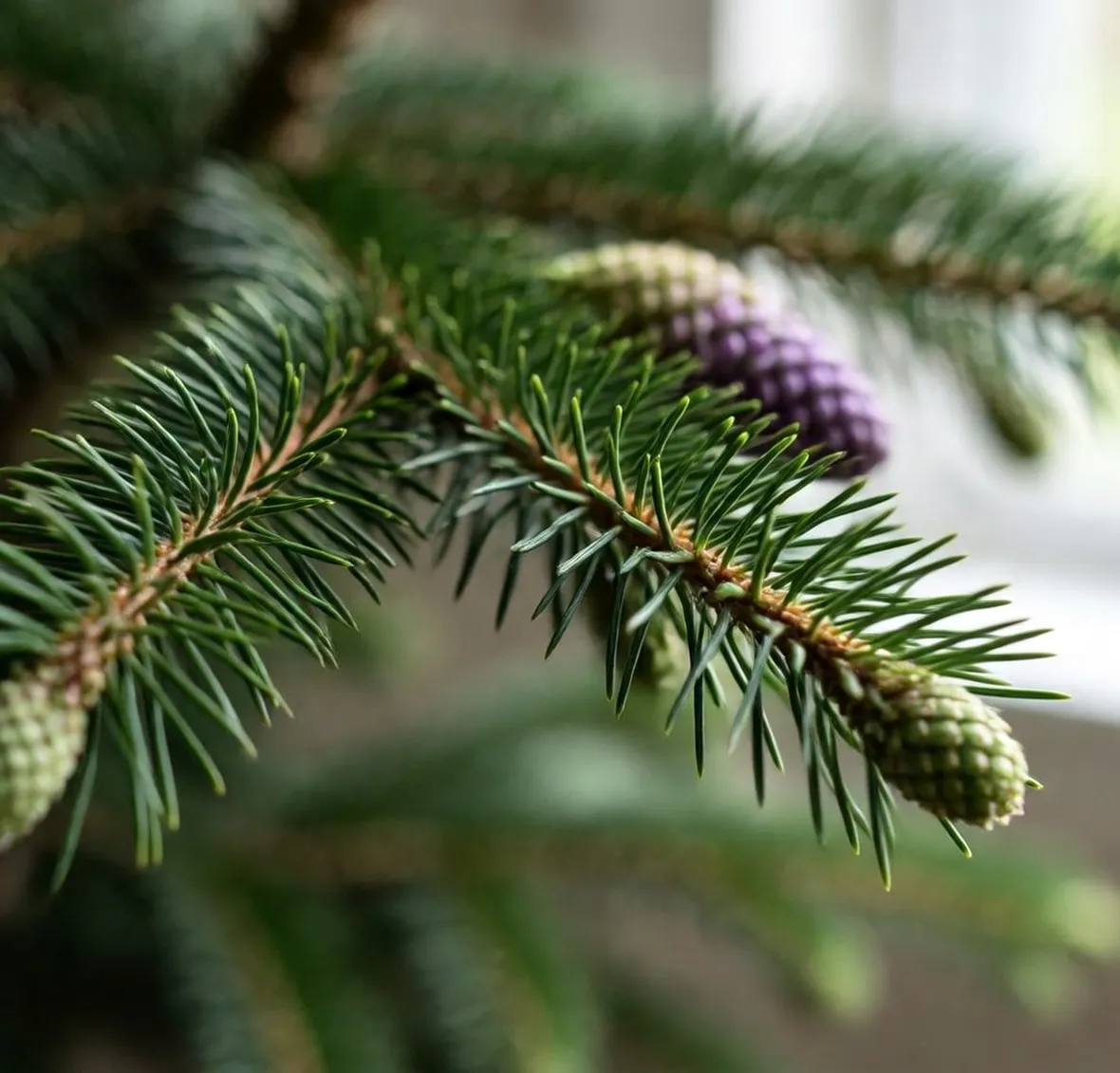 Abies coreana