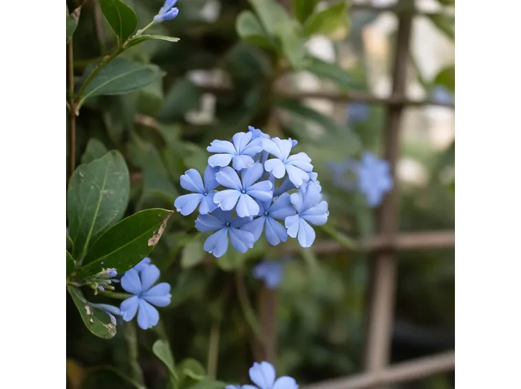 Plumbago