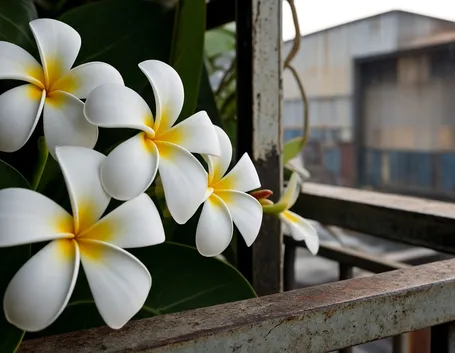 Plumeria