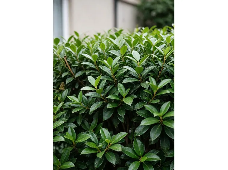 lauroceraso