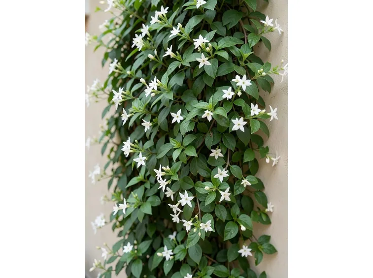 trachelospermum jasminoides