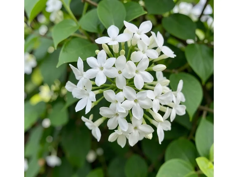 trachelospermum