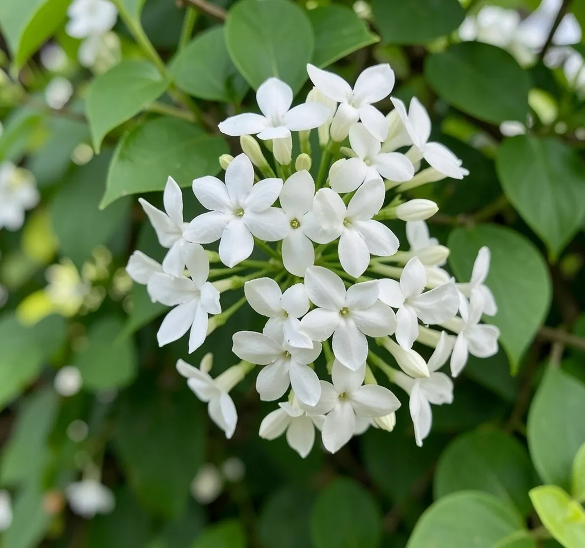 trachelospermum
