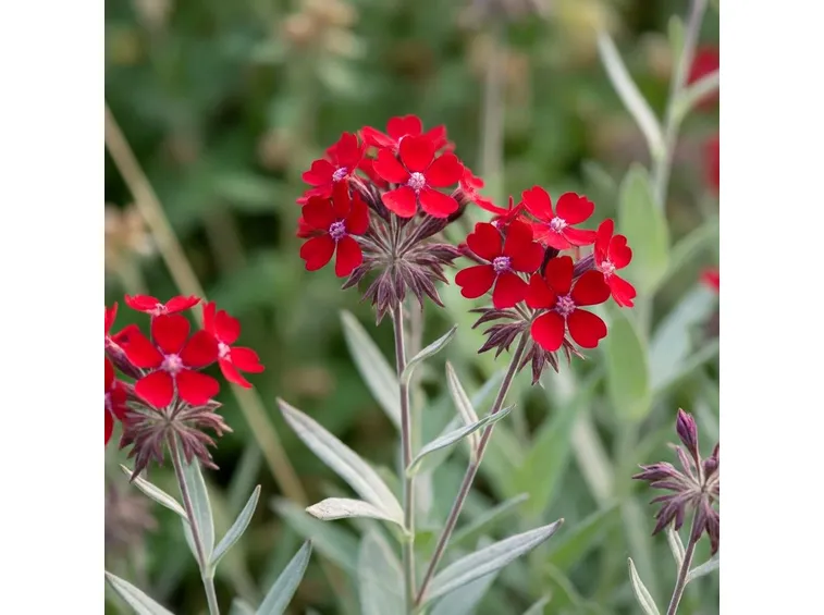 Lychnis