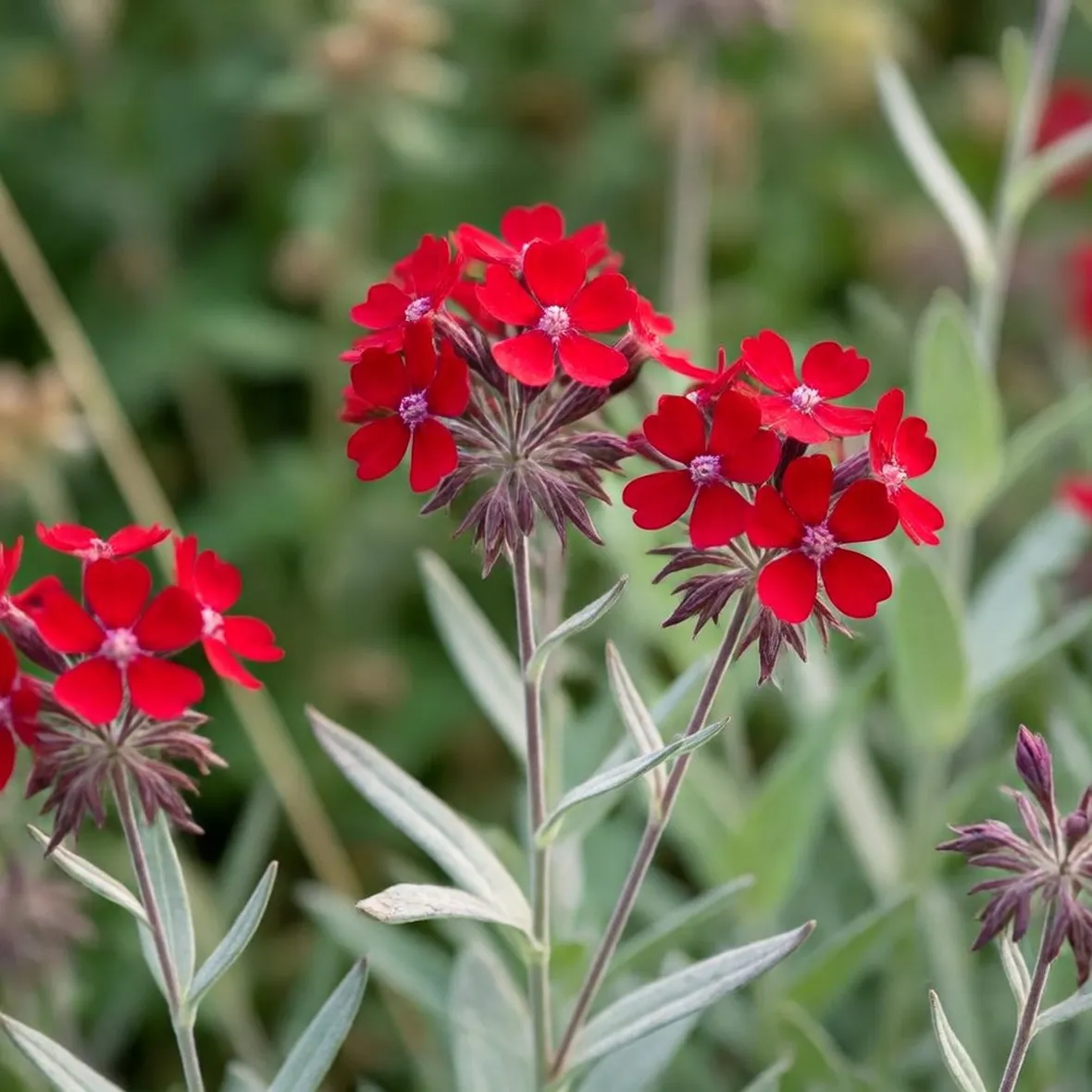 Lychnis
