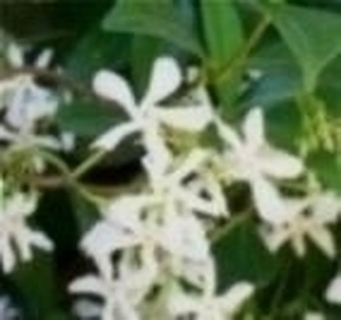 ricospermo
