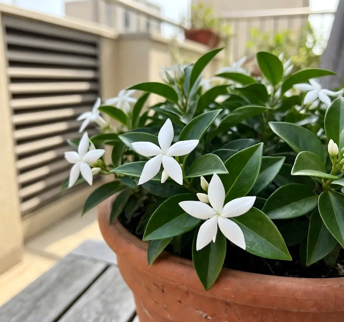 trachelospermum in fiore