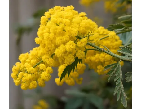mimosa