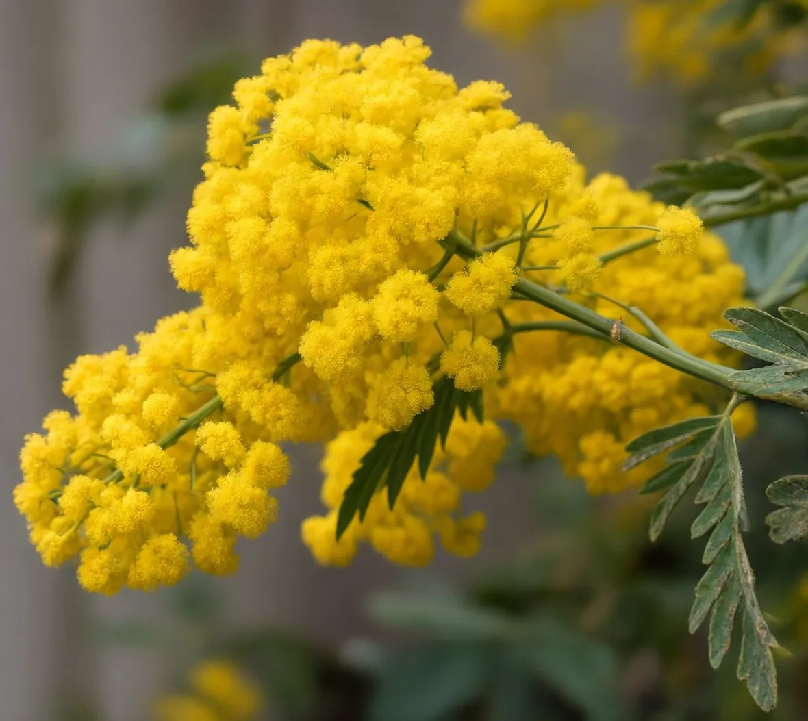 mimosa