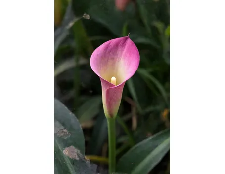 Calla rosa