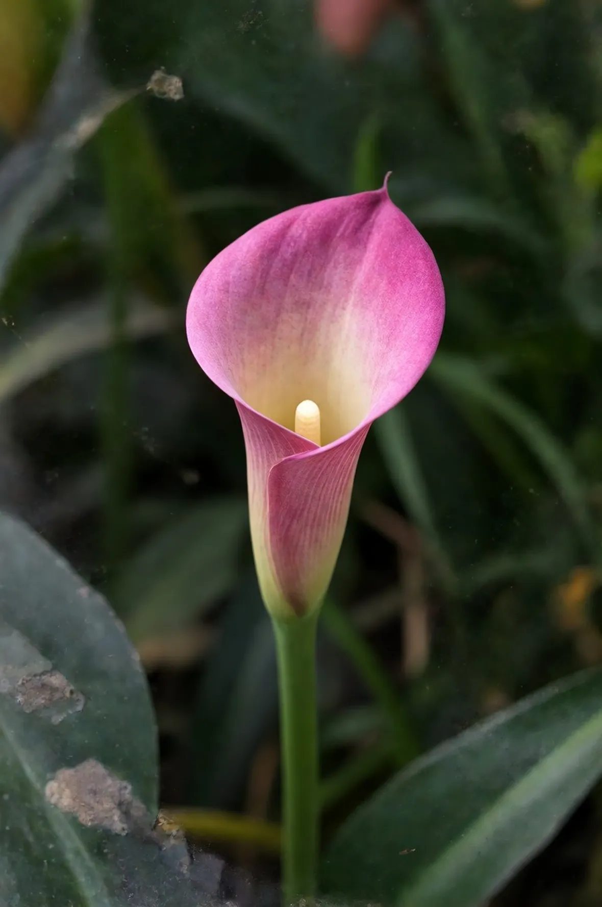 Calla rosa