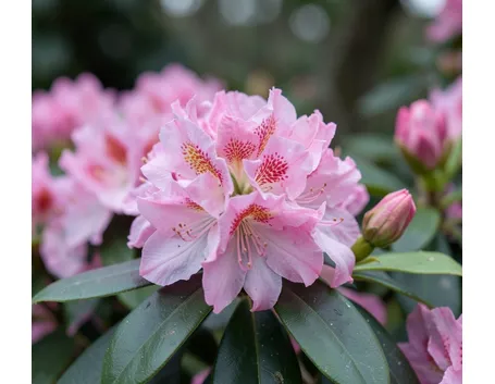 Fiori di rododendro