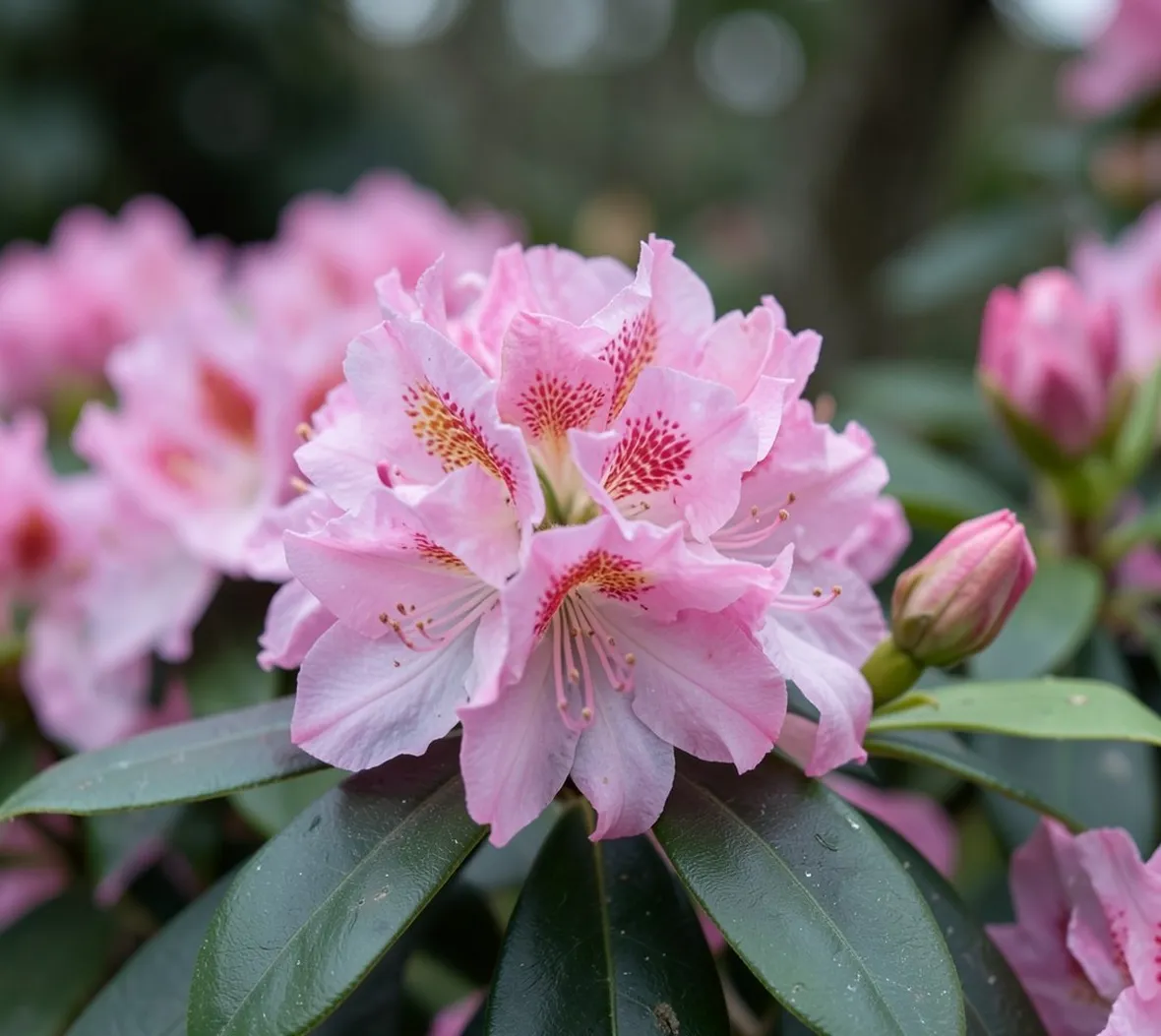 Fiori di rododendro