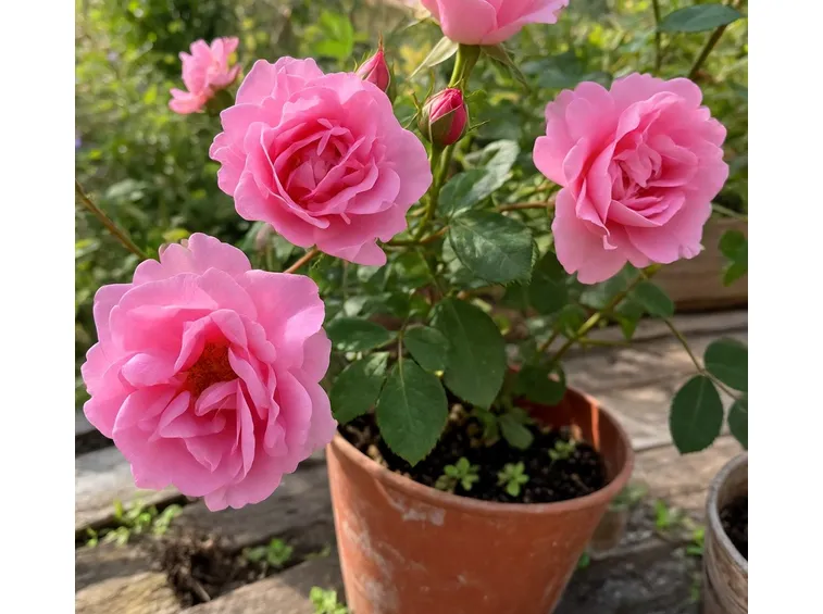 Roselline